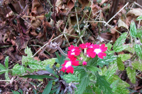 Verbena has survived the frost