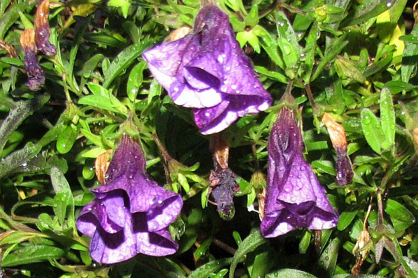 Million Bells with raindrops