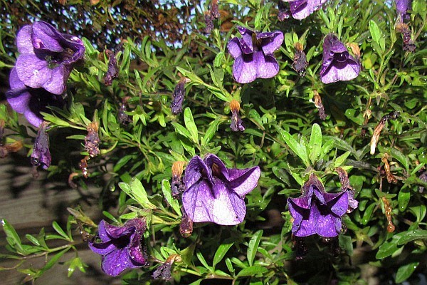 Million Bells have also survived the cold