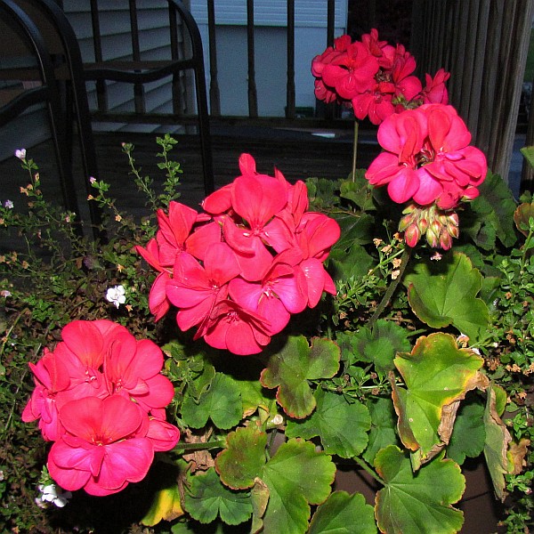 Red Geranium flowers (II)