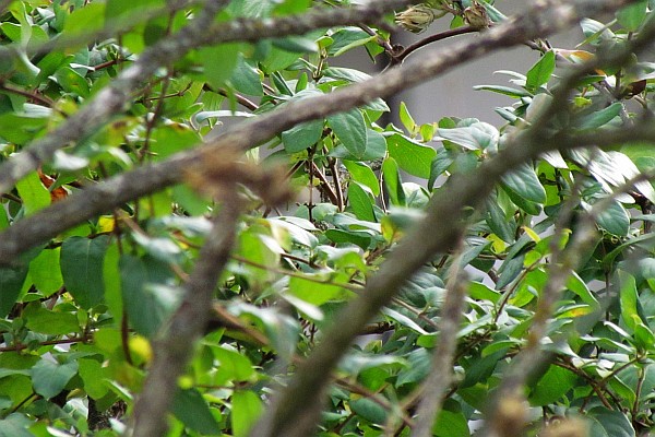 Hibiscus bosh--intertwined branches with more leaves