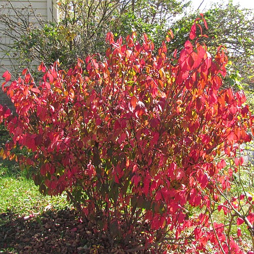 Burning Bush