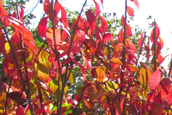 close-up of the Burning Bush