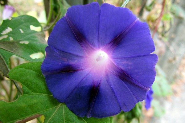 blue morning glory blossom