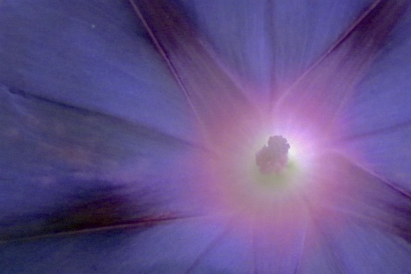 close-up of blue morninng glory blossom