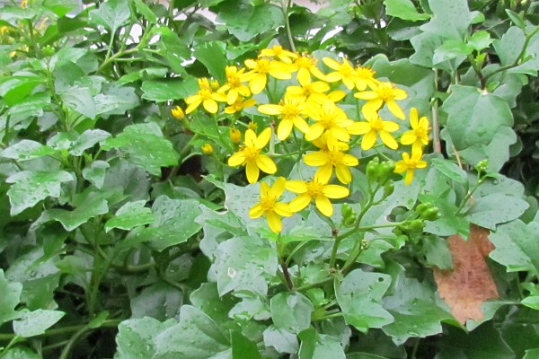 unkno0wn creeping plant with yellow flowers