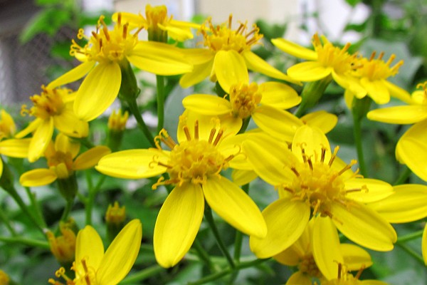 close-up of yellow flowering plants in Albania