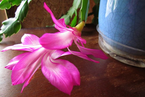 first bloom on our Christmas cactus