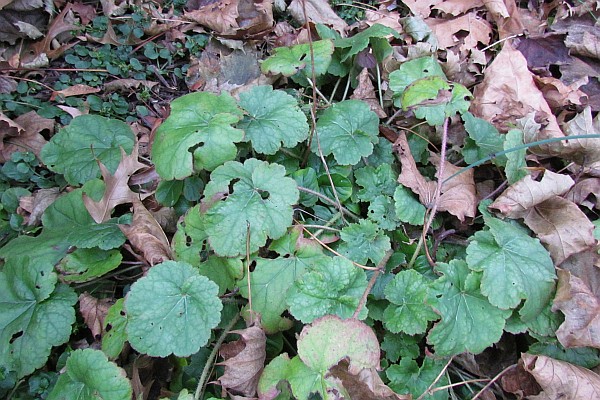 green-leaved variet of Heuchera (Coral Bells)