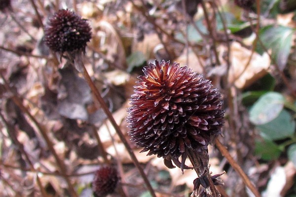 close-up of the lovely dead head of a Black-eyed Susan flower