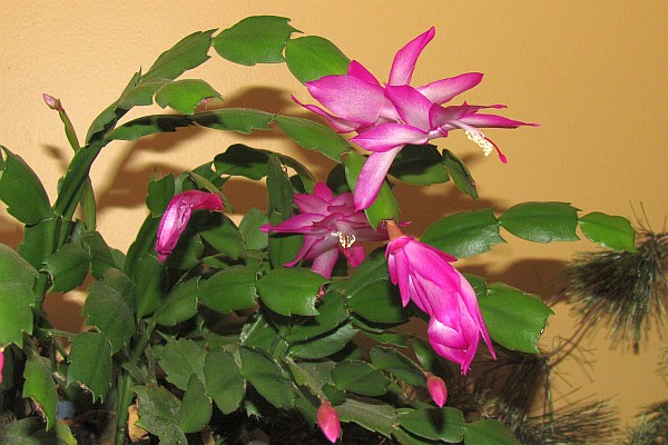 Christmas cactus still blooms on and on