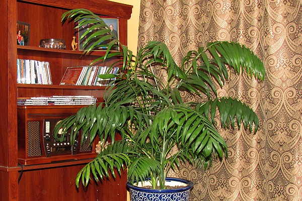 three-foot tall Kentia Palm