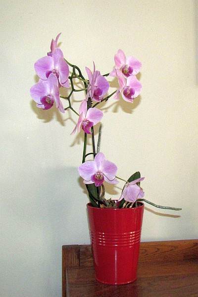 Moth Orchid with four-month-old blooms