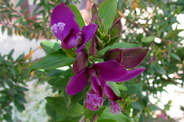 a variety of purple sweet pea flower