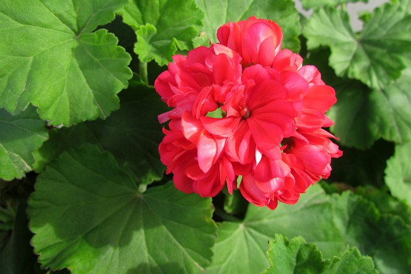 red geranium at LAC school