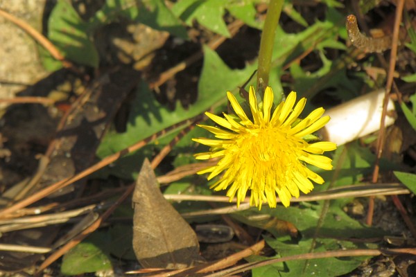 dandelion in bloom in a corner of a step near the city park in Lezhe