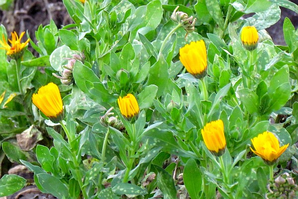 possibly a yellow zinnia ready to burst into full bloom