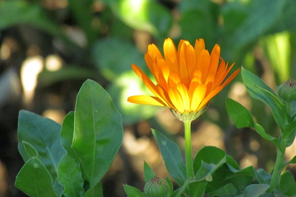 possibly an orange zinnia opening up