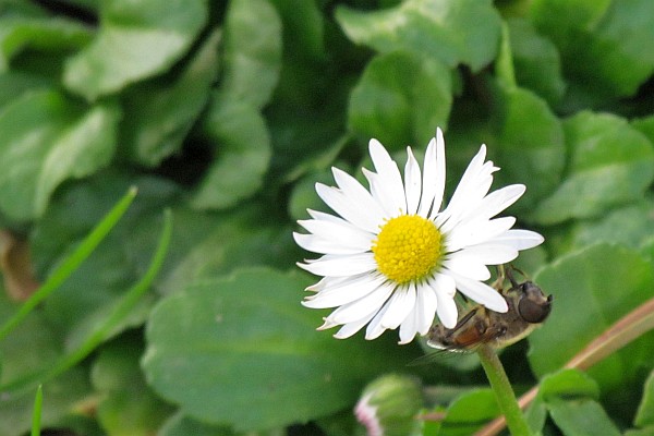 a white daisy