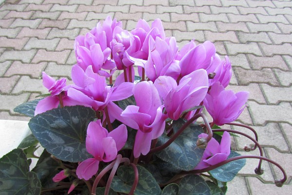 Cyclamen in bloom outside a bar 