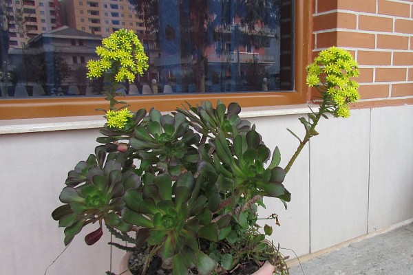 Jade-like plant in bloom