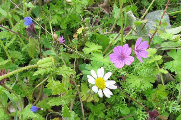  possibly a white common daisy, dove's foot crane's bill, and a smaller blue flower