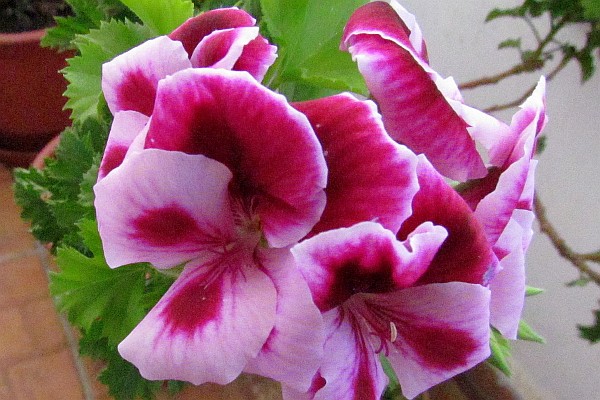 magneta-pink blooms of possibly a dianthus