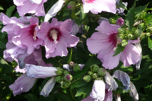 Purple Hibiscus