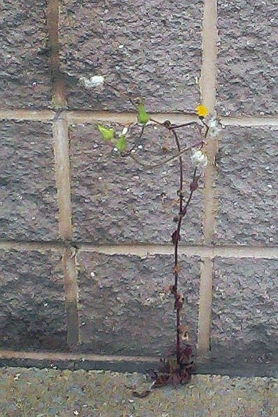 flower growing in a crack between a wall and a sidewalk