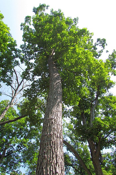 a tall oak tree