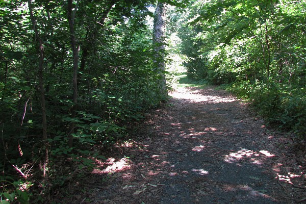 a winding forest path