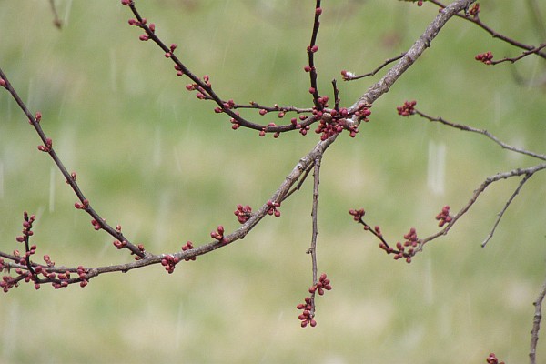 beginning to snow on our flowering plum tree