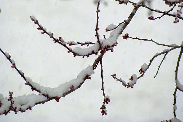 snow collecting on flowering plum tree