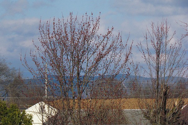 Massanutten Mountain from Harrisonburg