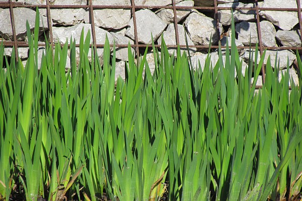 iris bulbs shooting up from a watery "grave" in the Spring