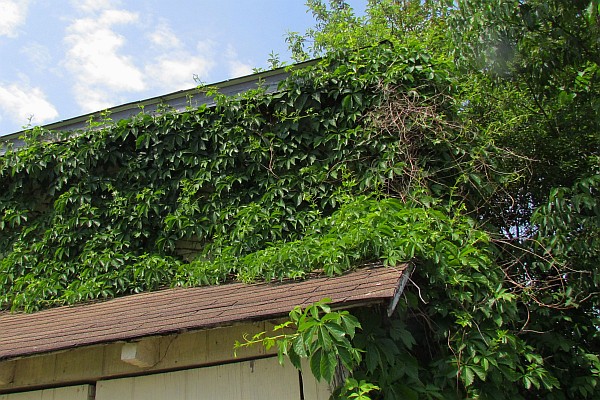 a closer look at the Virginia Creeper