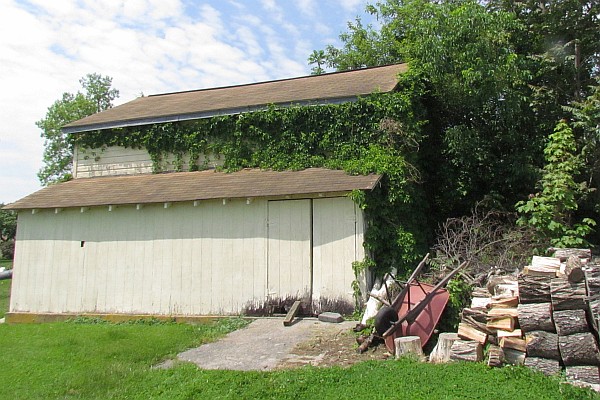 our barn with Virginia Creeper advancing on it