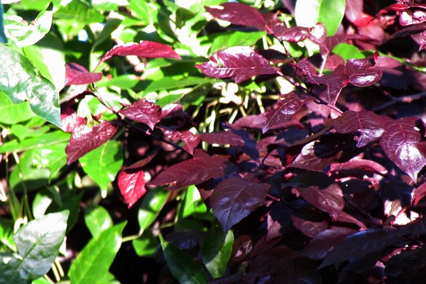 Ash tree leaves and Flowering Plum tree leaves