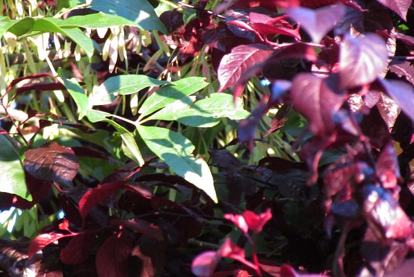 Ash tree leaves and Flowering Plum tree leaves