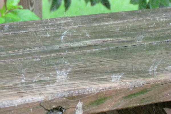 raindrops on our picnic table (I)