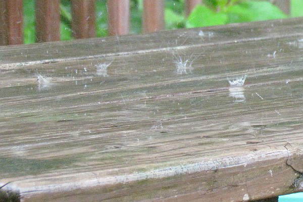 raindrops on our picnic table (II)