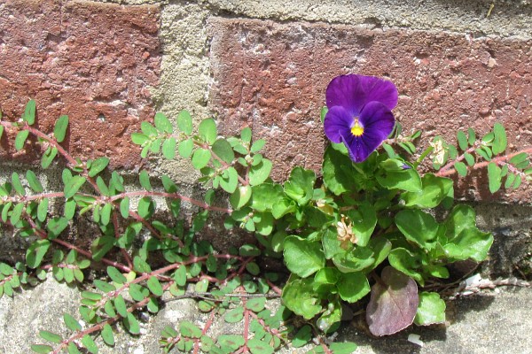 a pansy peeks through a crack