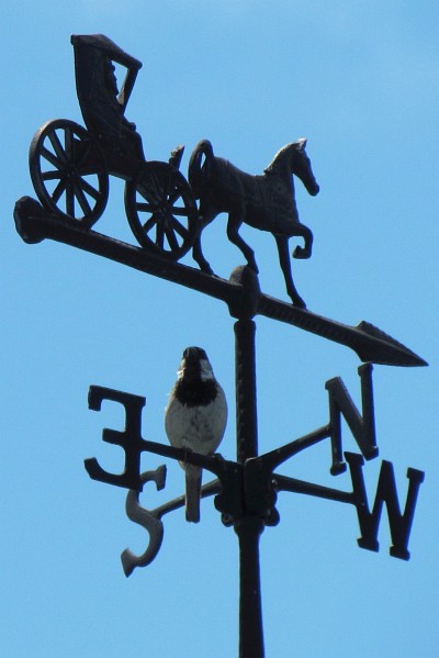 male house sparrow sings from a weather vane