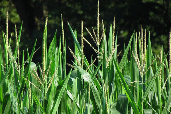 corn stalks up close