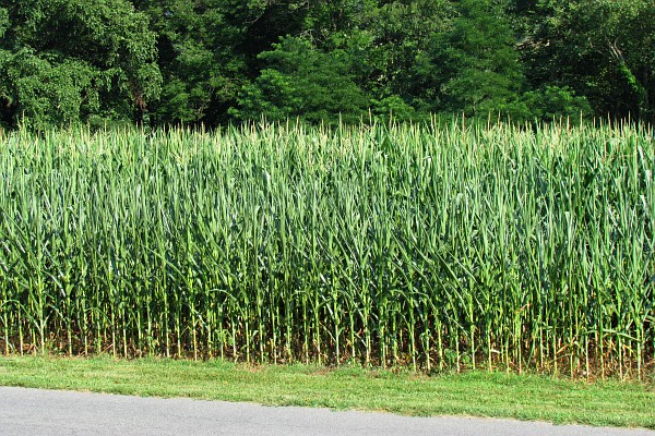 corn field