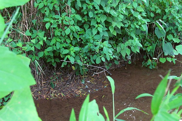 a small stream in PA with a muskrat hole