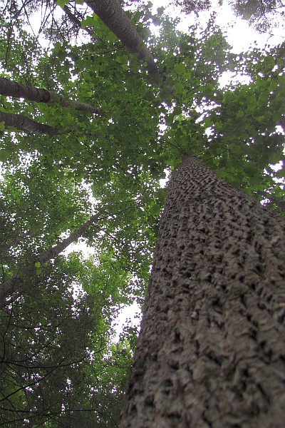 tall trees in the forest