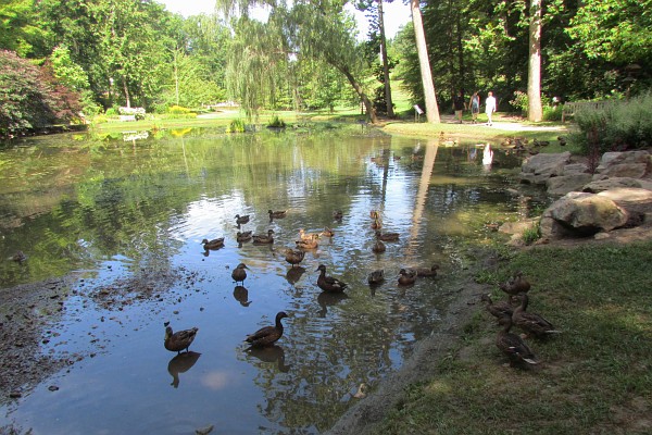 Mallard Ducks at JMU arboretum