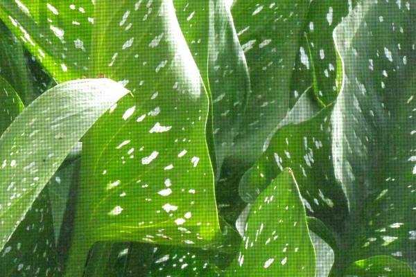 Calla Lily leaves seen through a window screen