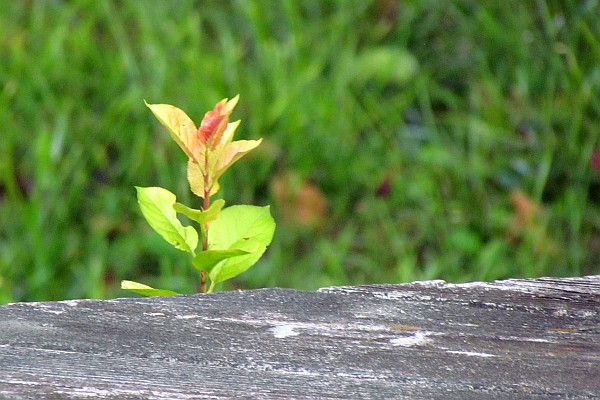 a "tee" growing through our deck